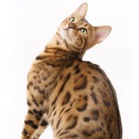 Bengalski