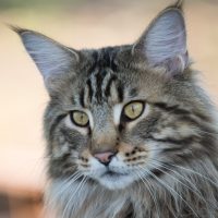 Maincoon