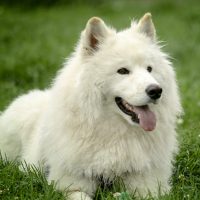 Samoyed