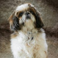 Shih Tzu